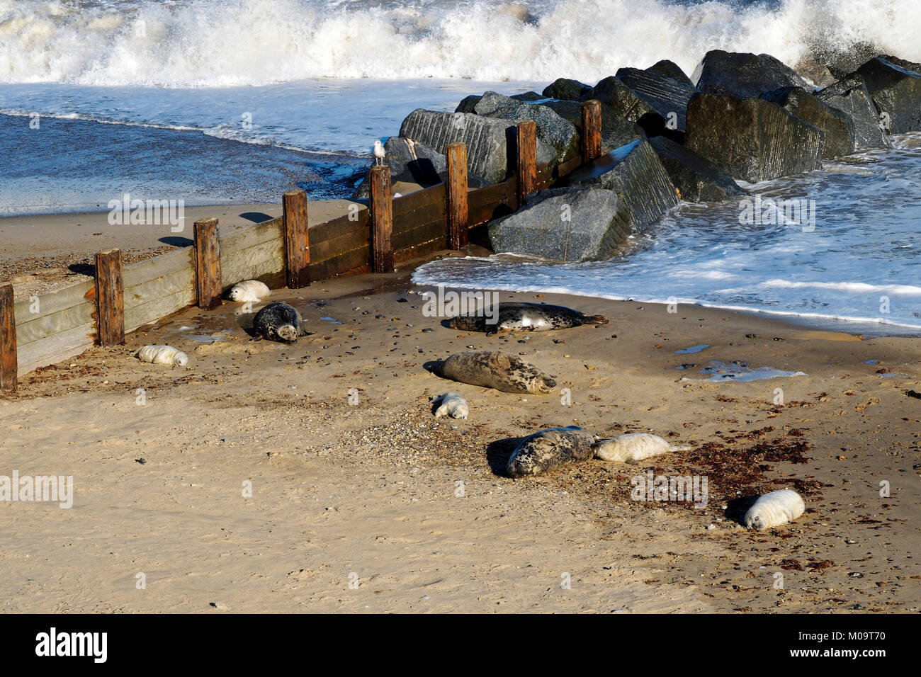 Grey seals and grey seal pups on the beach at Horsey in Norfolk, November 2018 in stormy weather conditions. Stock Photo