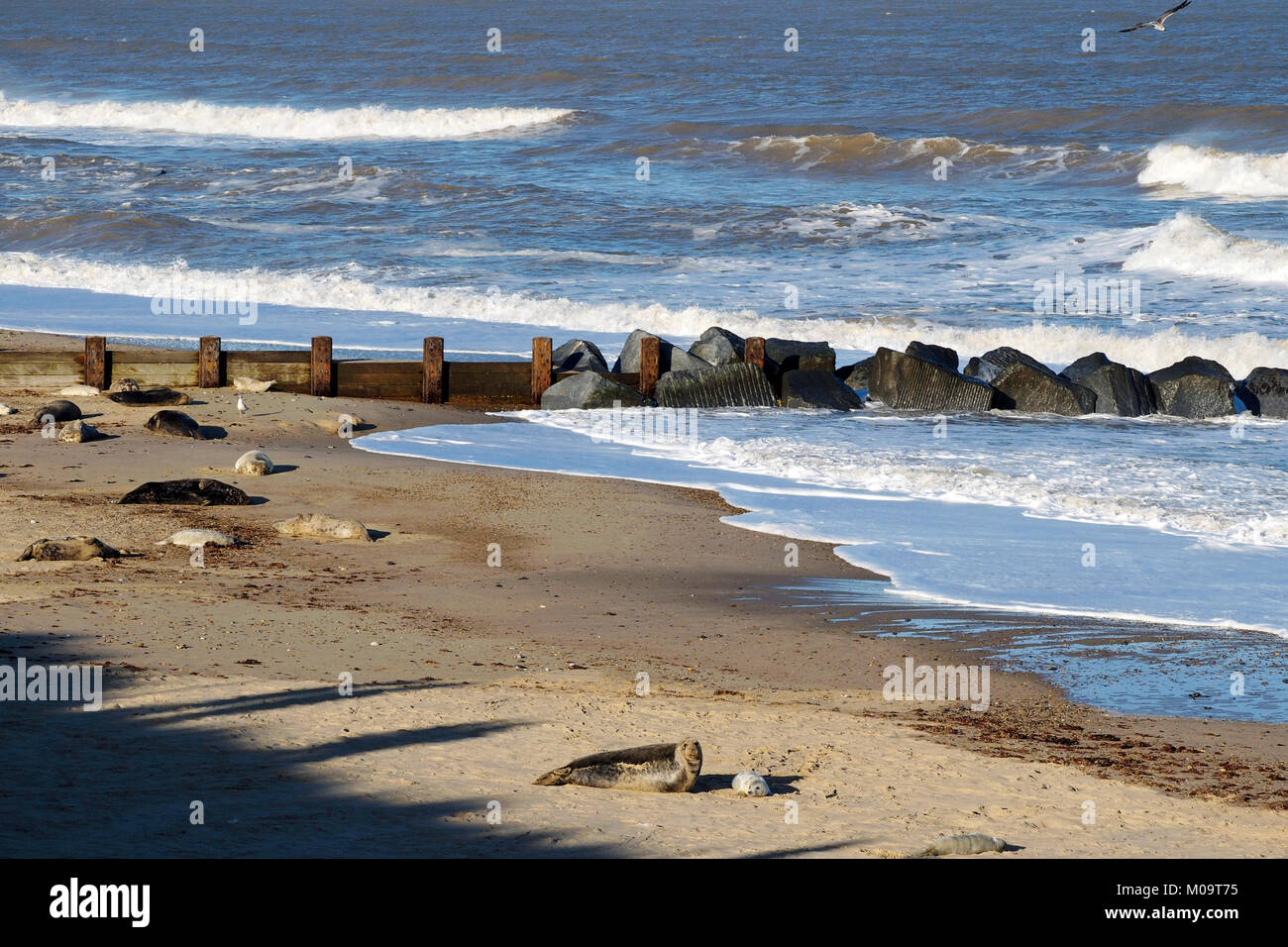 Grey seals and grey seal pups on the beach at Horsey in Norfolk, November 2018. Horsey Beach is one of the main seal rookeries on the east coast. Stock Photo