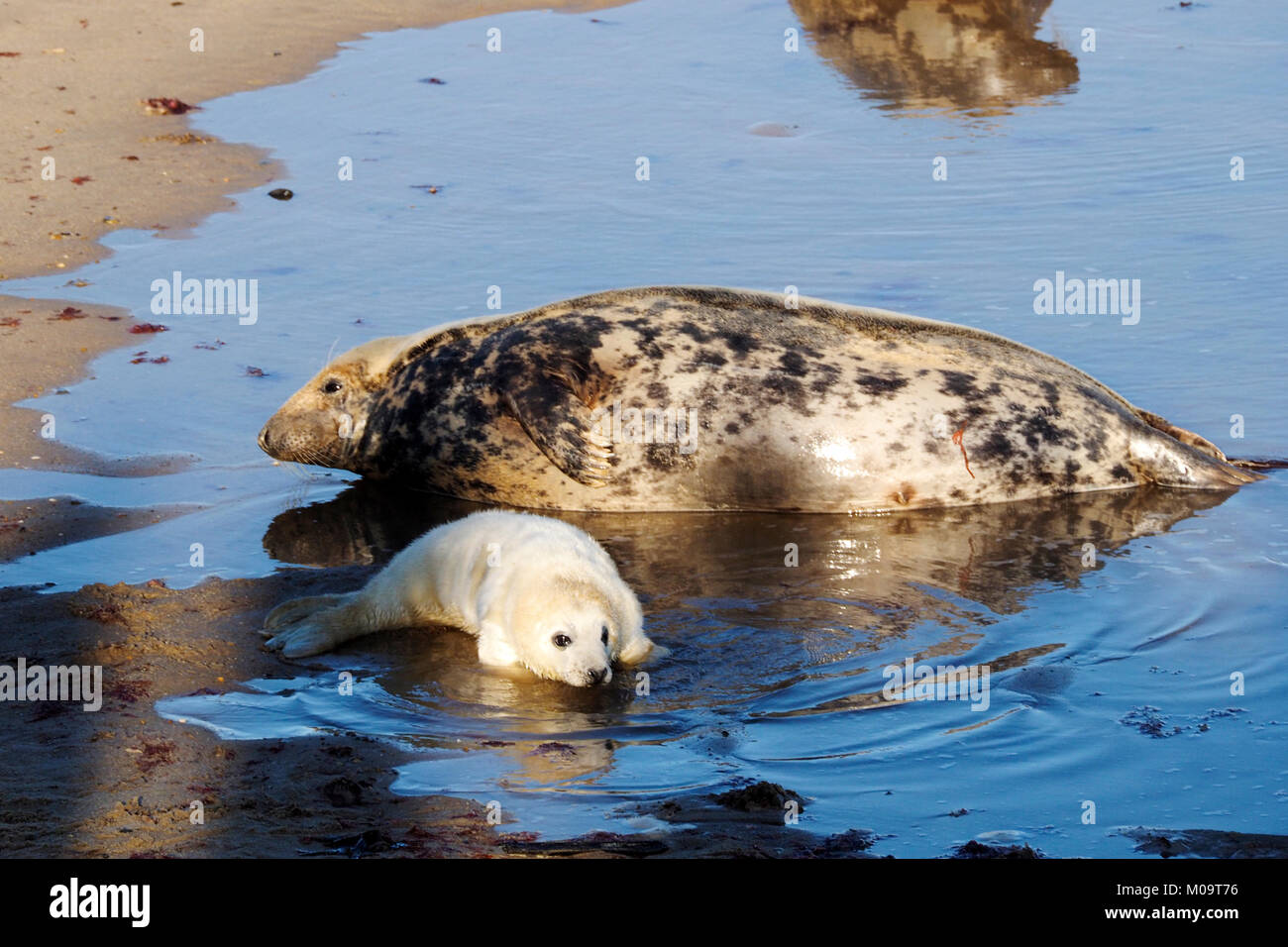 Grey seal mother and pup on the beach at Horsey in Norfolk, November