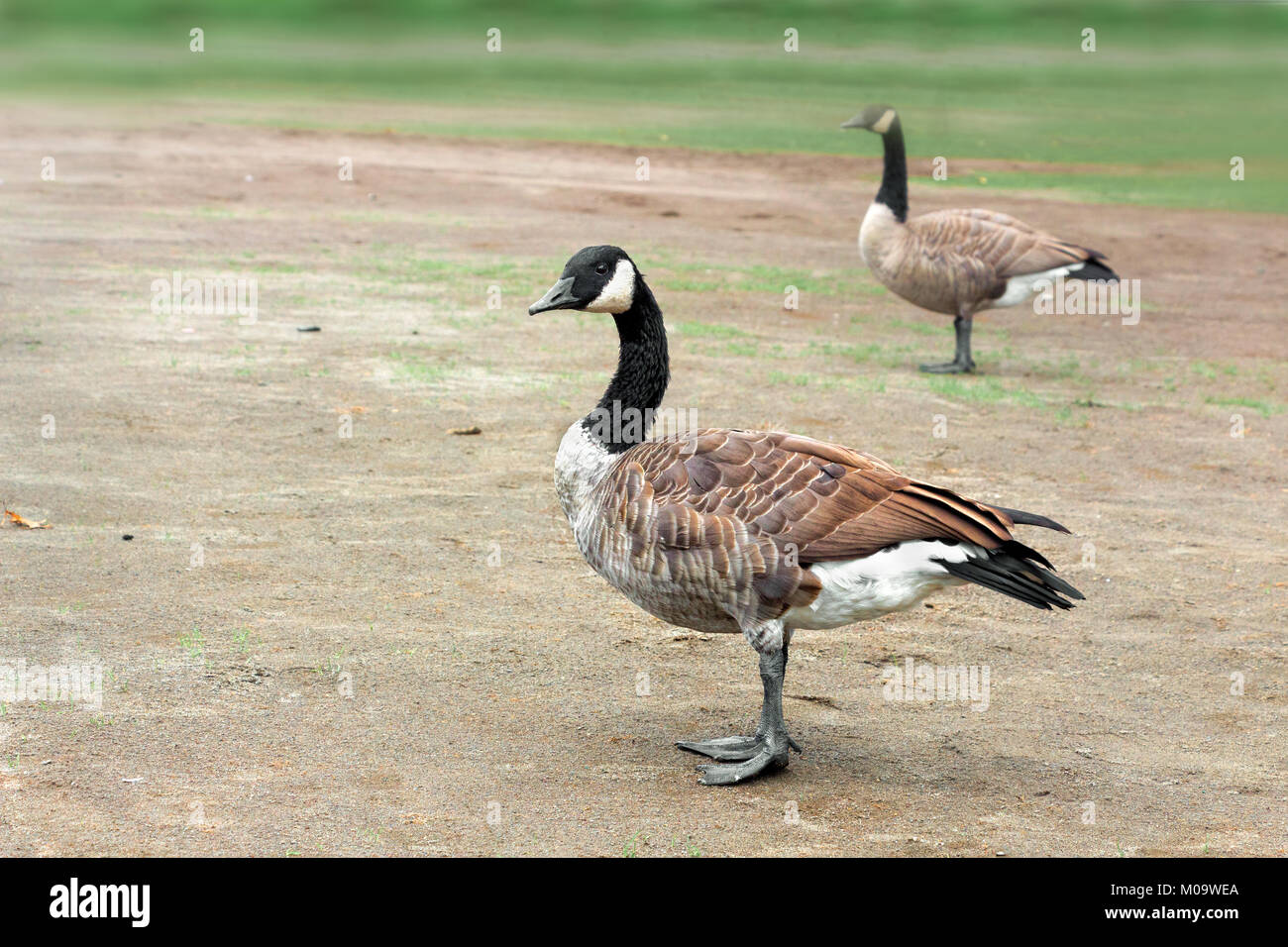 White geese california hi res stock photography and images Alamy