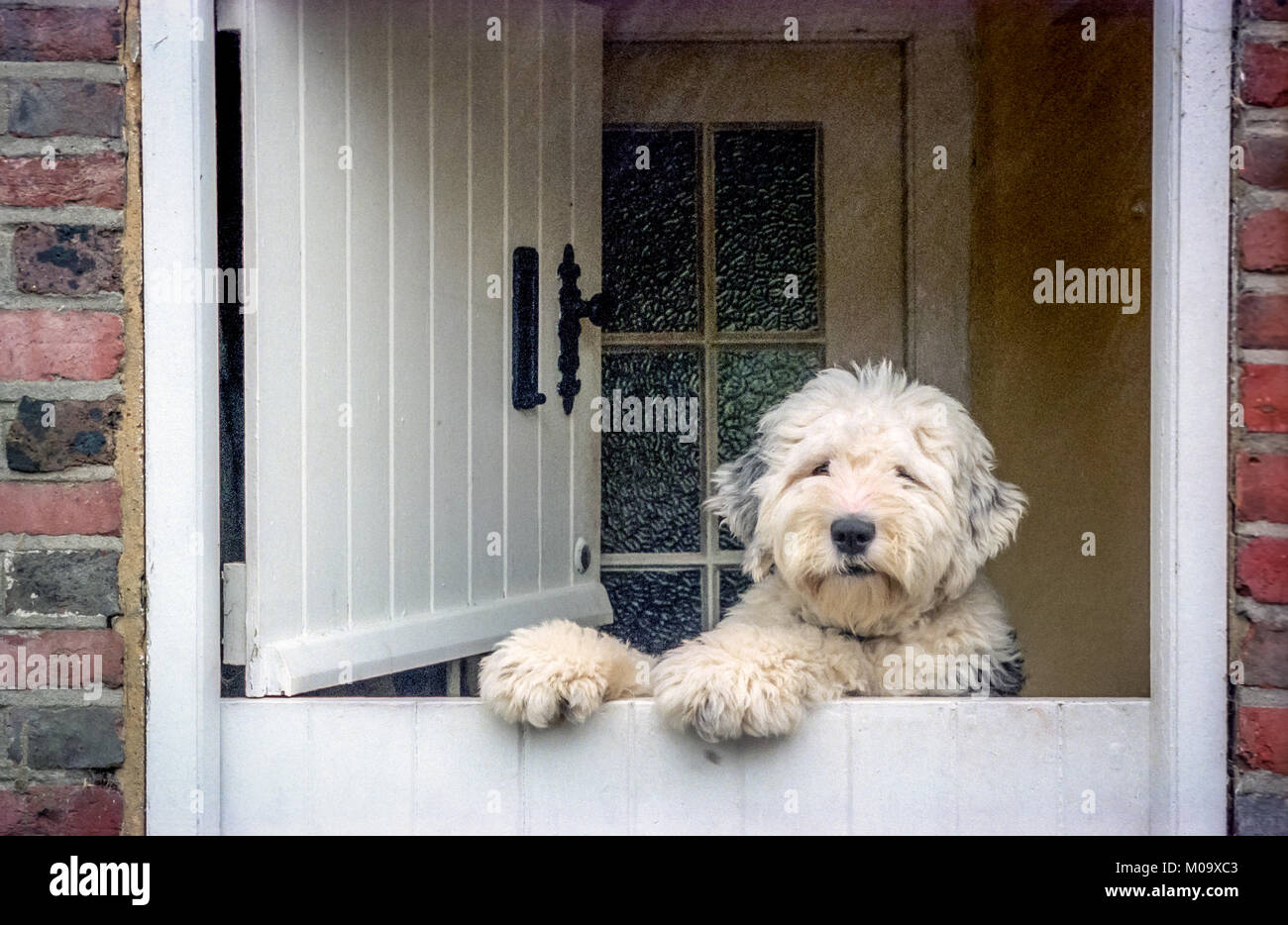 A dog peeks over a stable-door in Sussex Stock Photo