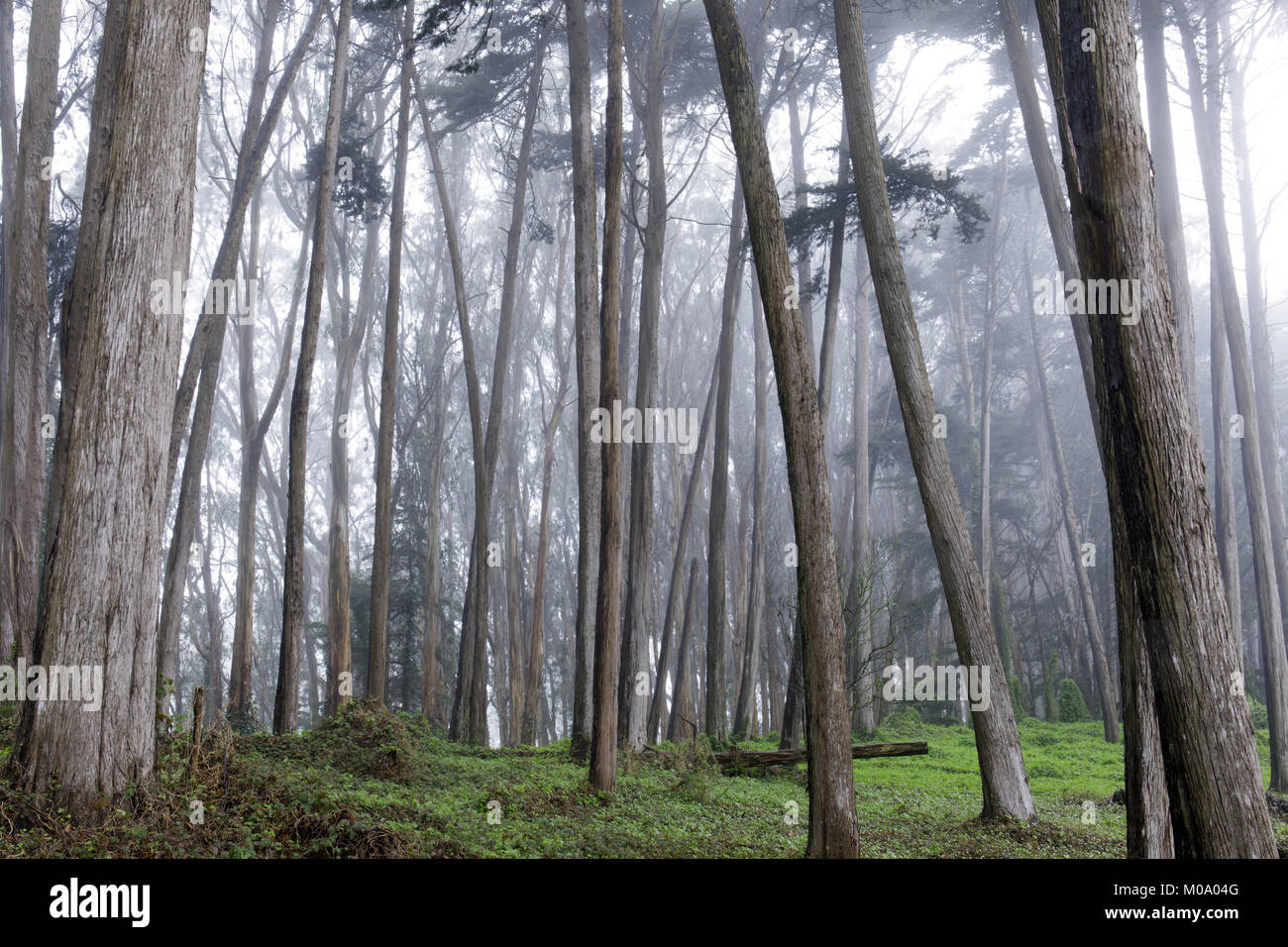 Monterey Cypress Forest In The Fog. Stock Photo