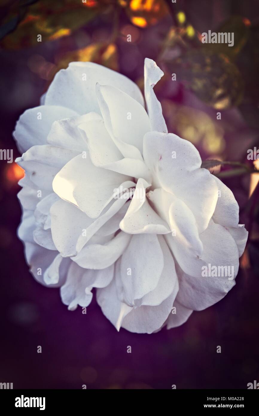 White rose petal flower Stock Photo Alamy