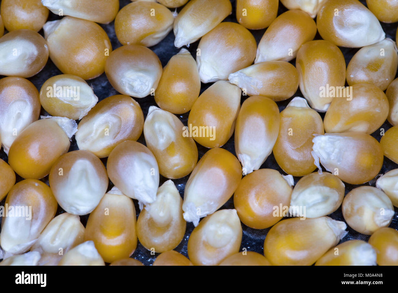Close up of whole unpopped popcorn kernels on black Stock Photo Alamy