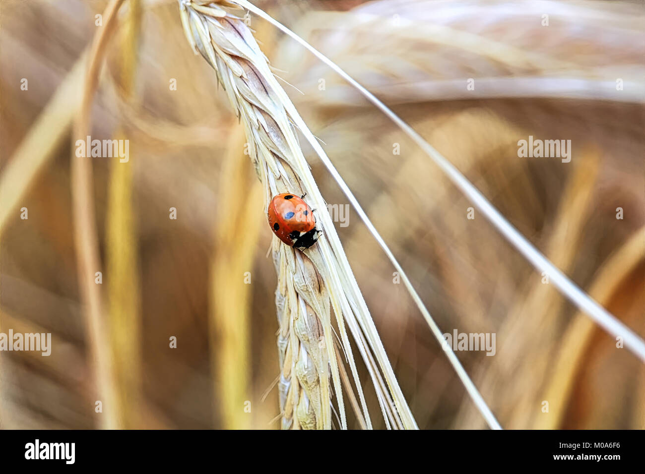 Closeup of a ladybug on a golden barley head Stock Photo