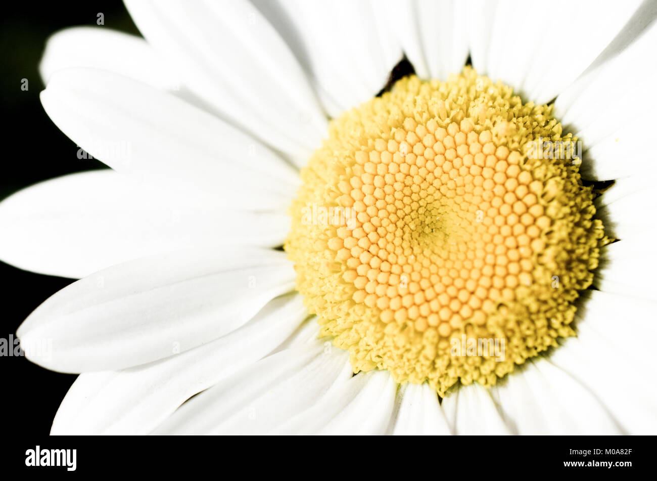 Close up macro of an oxeye daisy (Leucanthemum vulgare) flower, UK Stock Photo