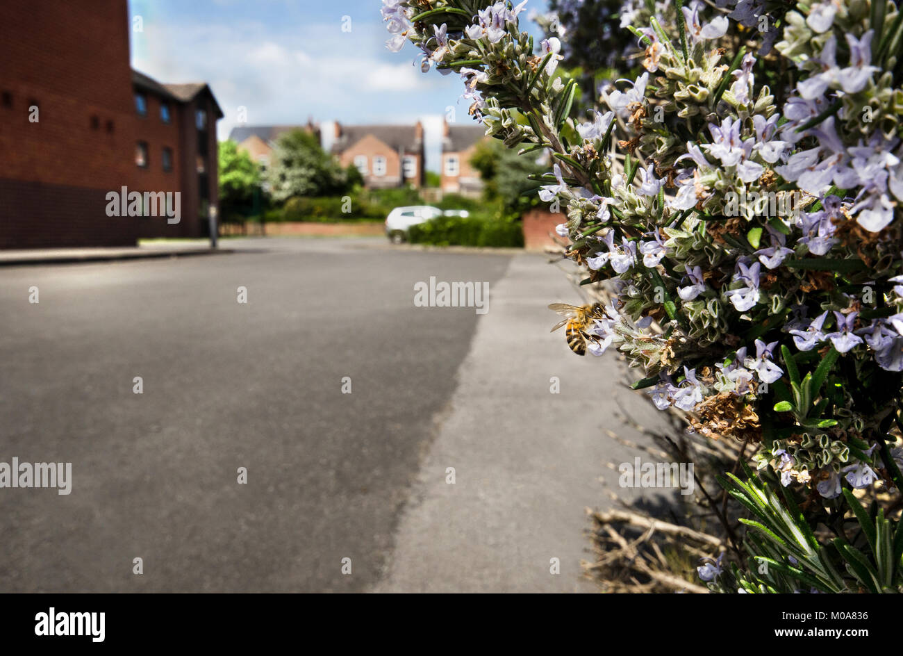 Honeybee feeds on rosemary flowers in a car park in Beeston, Nottingham, UK Stock Photo