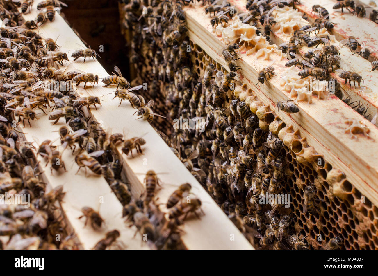 Colony of honeybee workers in an open bee hive, Oxfordshire, UK Stock Photo