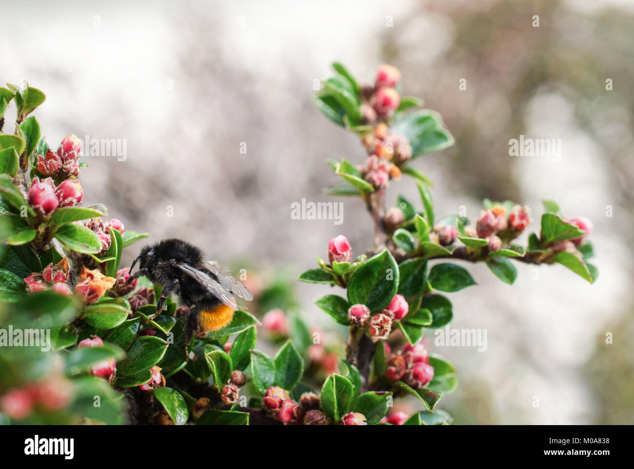 Red tailed bumblebee (Bombus lapidarius) resting on a plant with red berries, Woodstock, UK Stock Photo
