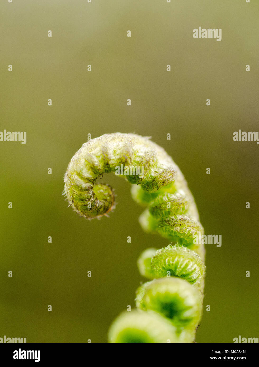 Tightly curled bracken fiddleheads, Wales, UK Stock Photo