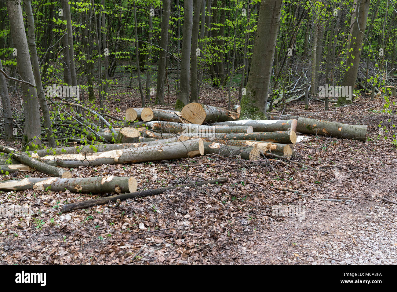 Felled Beech Trees At The Edge Of The Road Banner Wallpaper