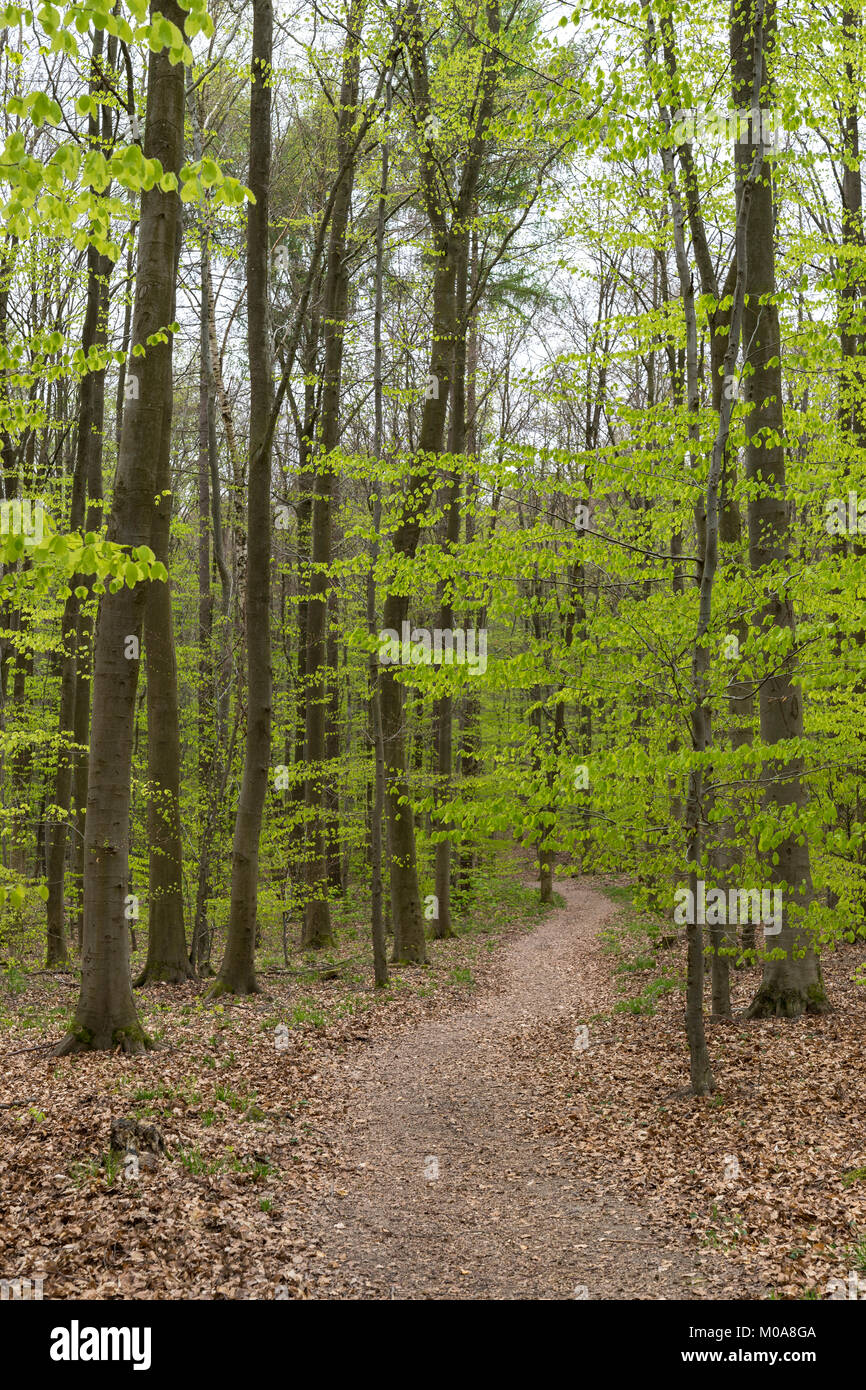 Fresh Leaves In The Spring Beech Forest Background Banner Stock