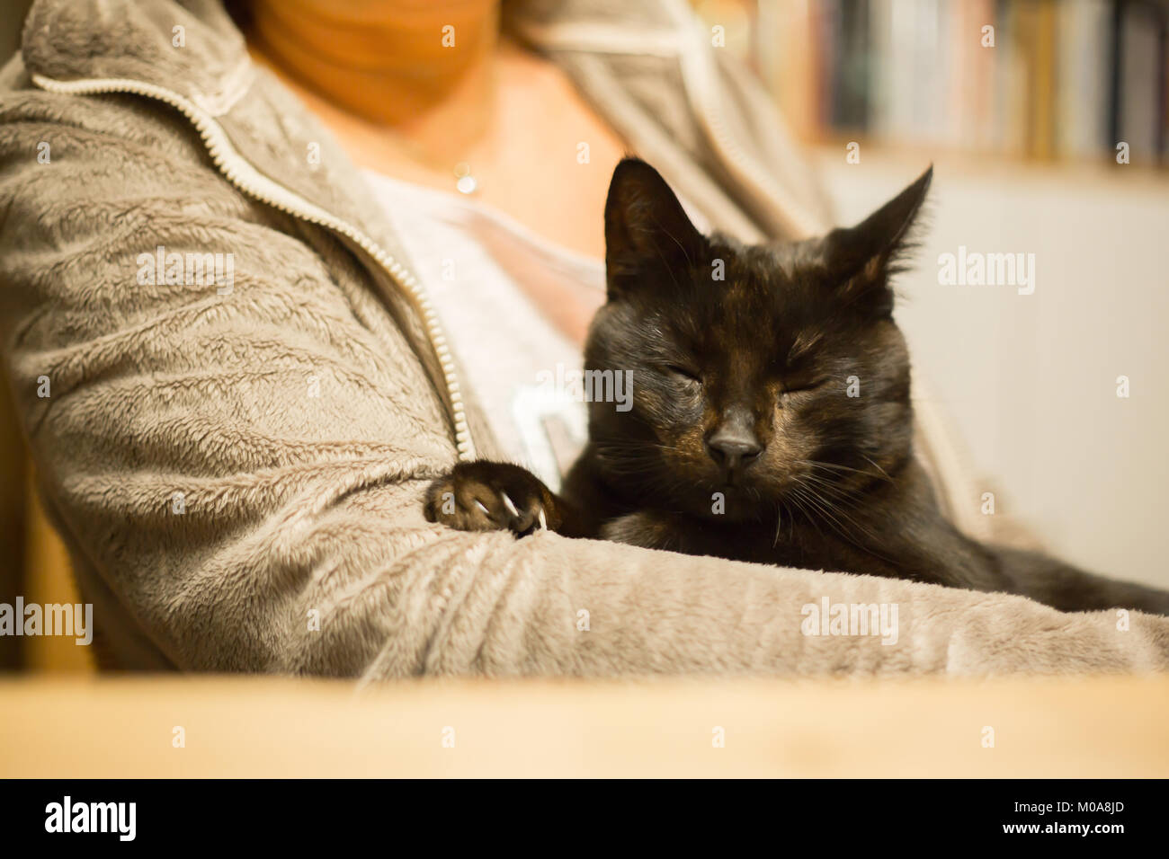 Woman is holding relaxed cat in the arm Stock Photo Alamy