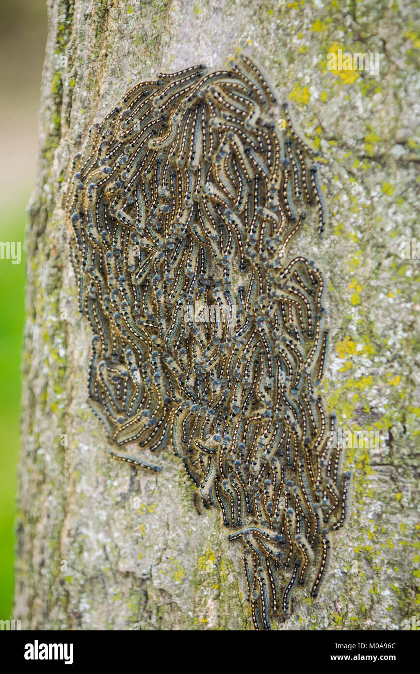 Caterpillars nest on tree. Caterpillar colony on tree with texture in