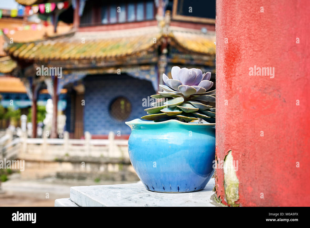 Flower in a pot in the Yuantong Temple in Kunming, selective focus, China. Stock Photo