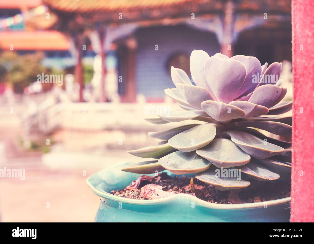 Vintage stylized close up picture of a flower in a pot in a temple in Kunming, selective focus, China. Stock Photo