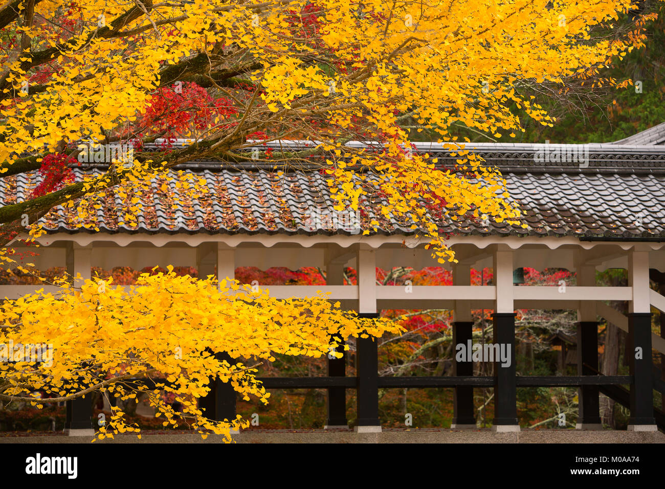 A covered path in the Nanzen-ji Temple area surrounded by fall color. Kyoto, Japan. Stock Photo