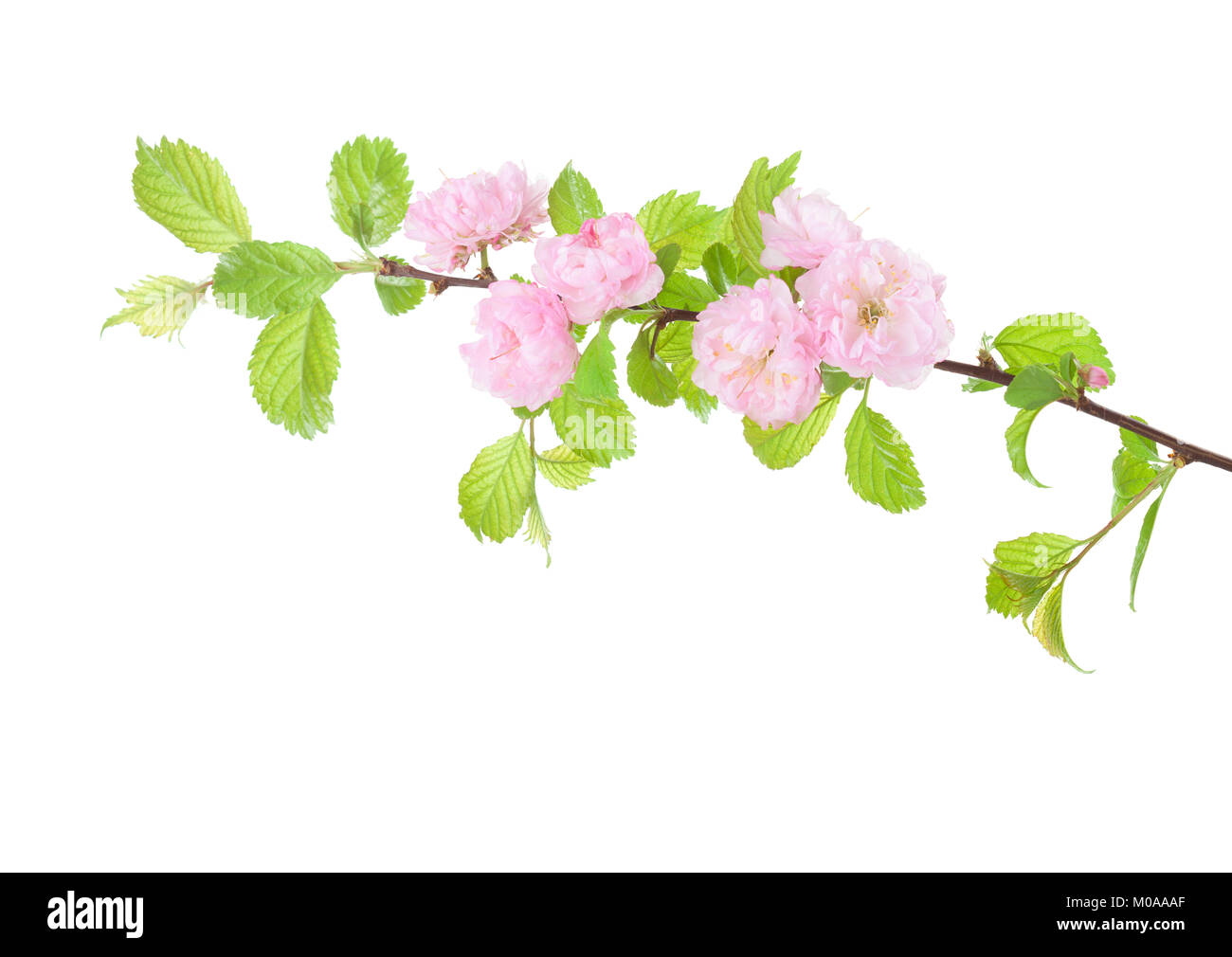 Blossoming Almond branch isolated on white background. Prunus triloba. Stock Photo