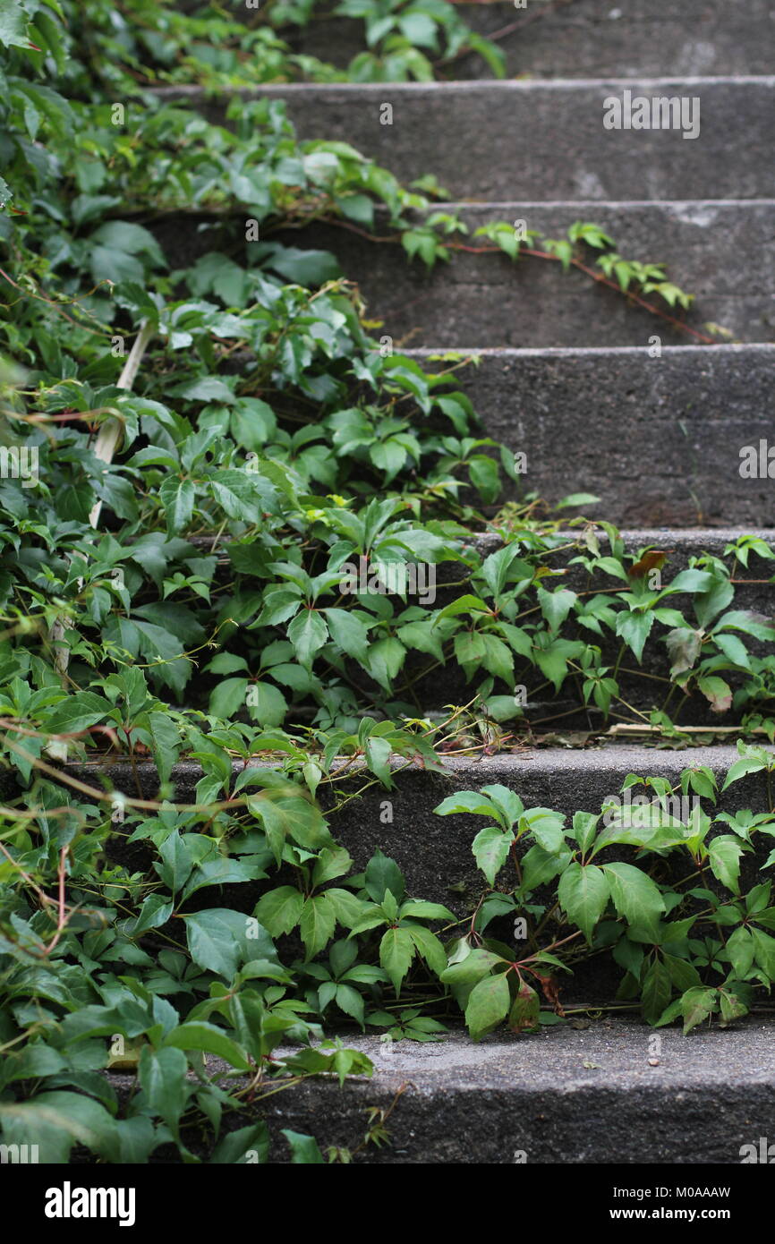 Ivy climbing on steps Stock Photo Alamy