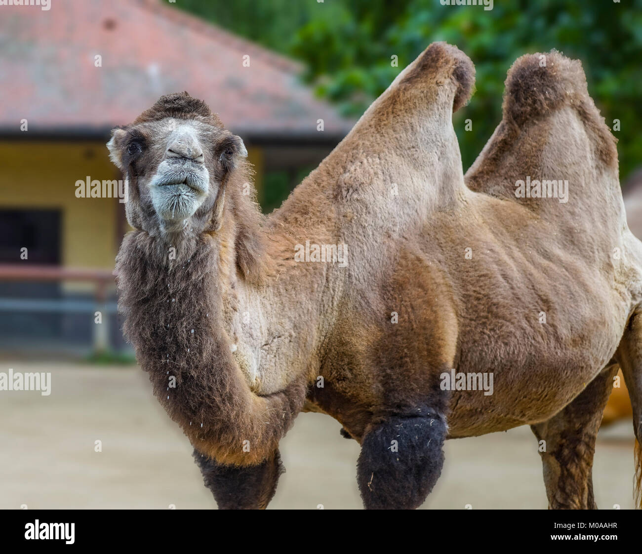 Portrait of a camel Stock Photo - Alamy