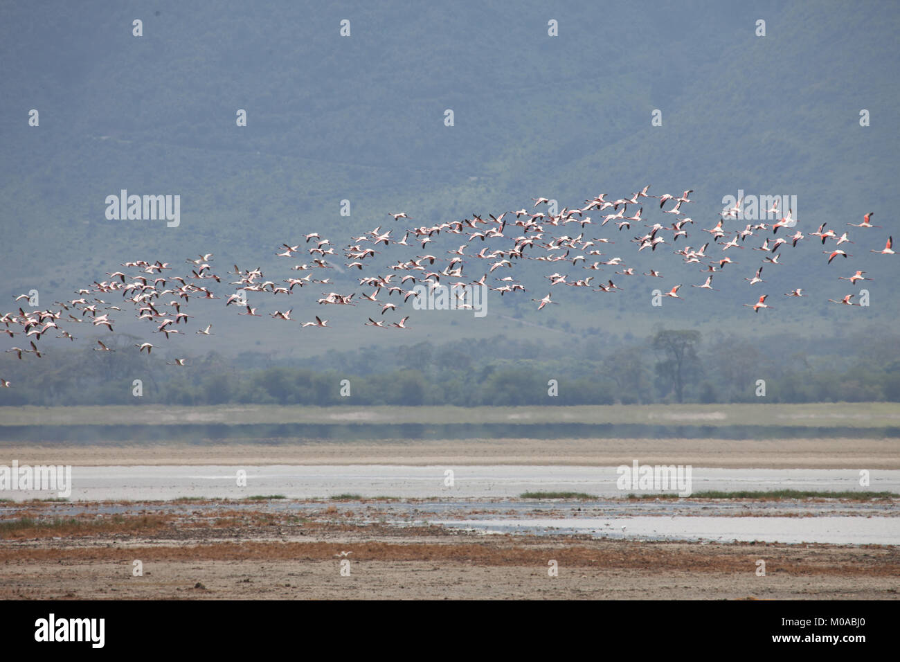 Pink Flamingos fly over a lake Stock Photo