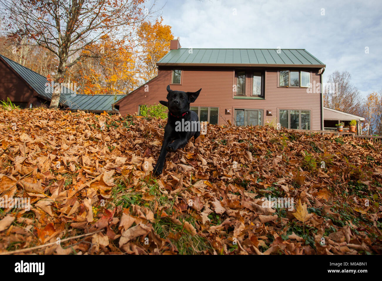 Rowdy black lab puppy dog plays in the Fall leaves Stock Photo