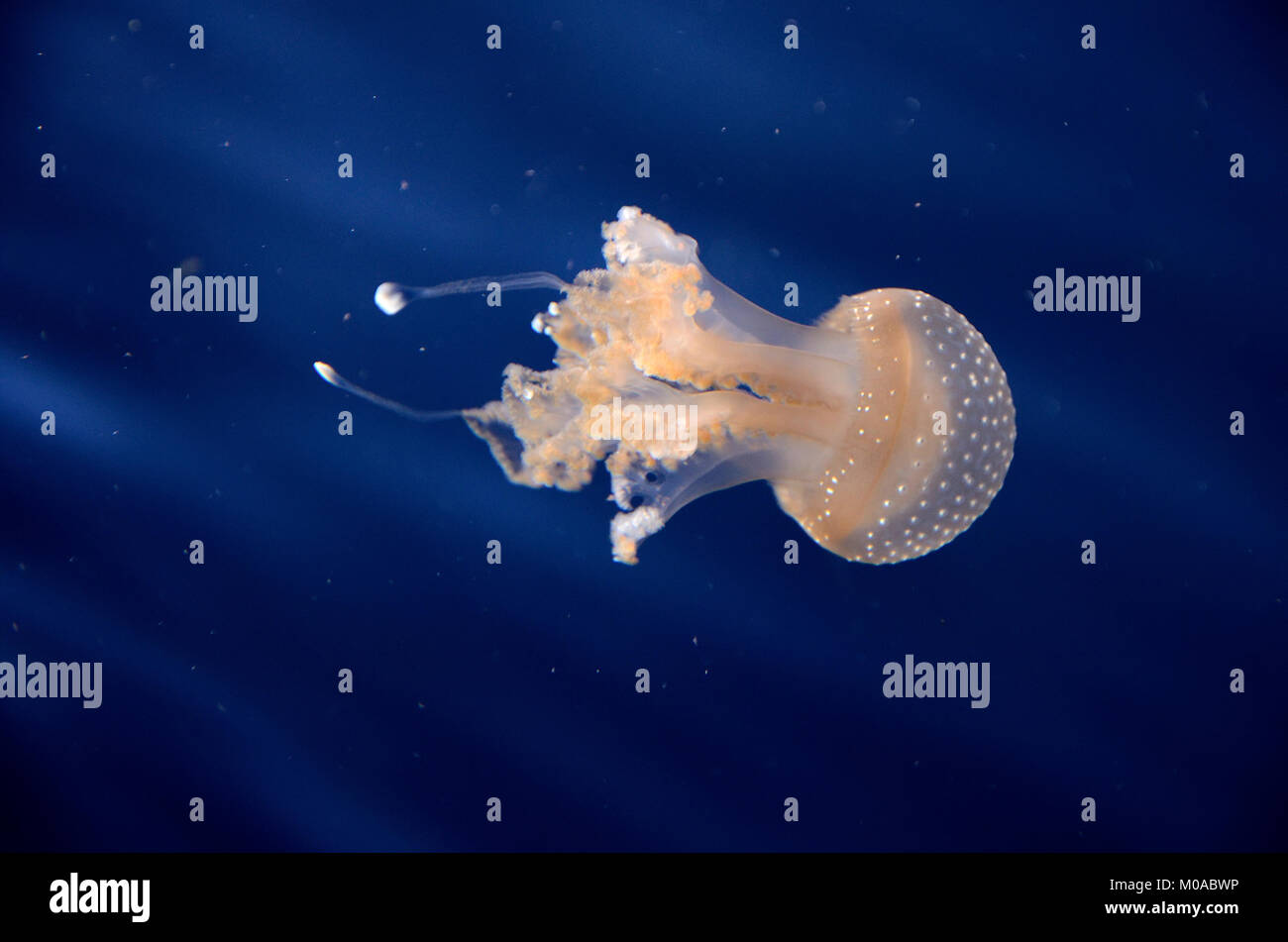 A Jellyfish in the aquarium, the light of the fishbowl makes the