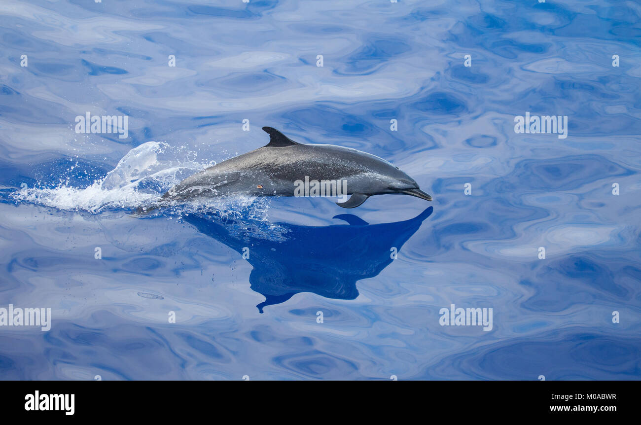 Leaping Dolphin Stock Photo