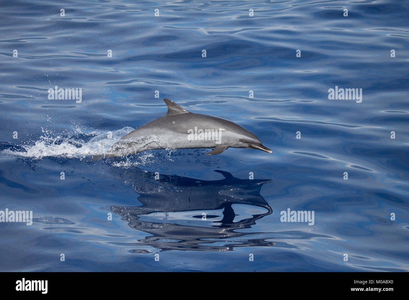 Leaping Dolphin Stock Photo