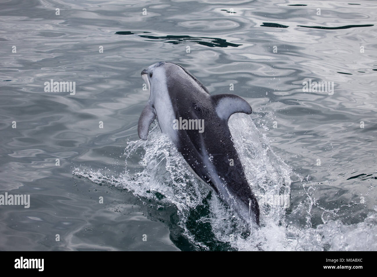 Pacific White Sided Dolphin Leaping Out of the Water Stock Photo