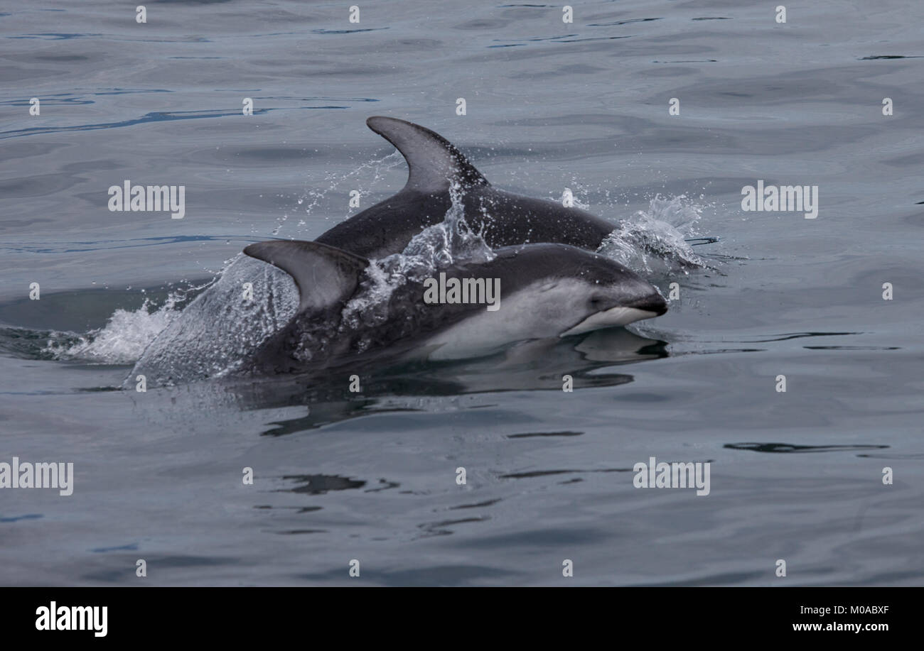 Pacific White Sided Dolphin Leaping Out of the Water Stock Photo