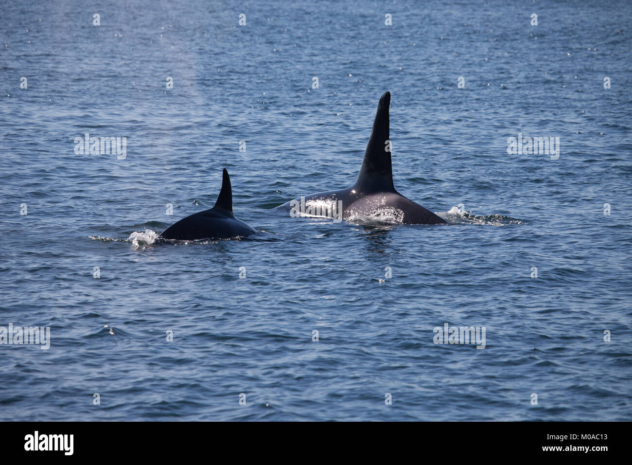 Two orca dorsal fins swimming in ocean Stock Photo Alamy