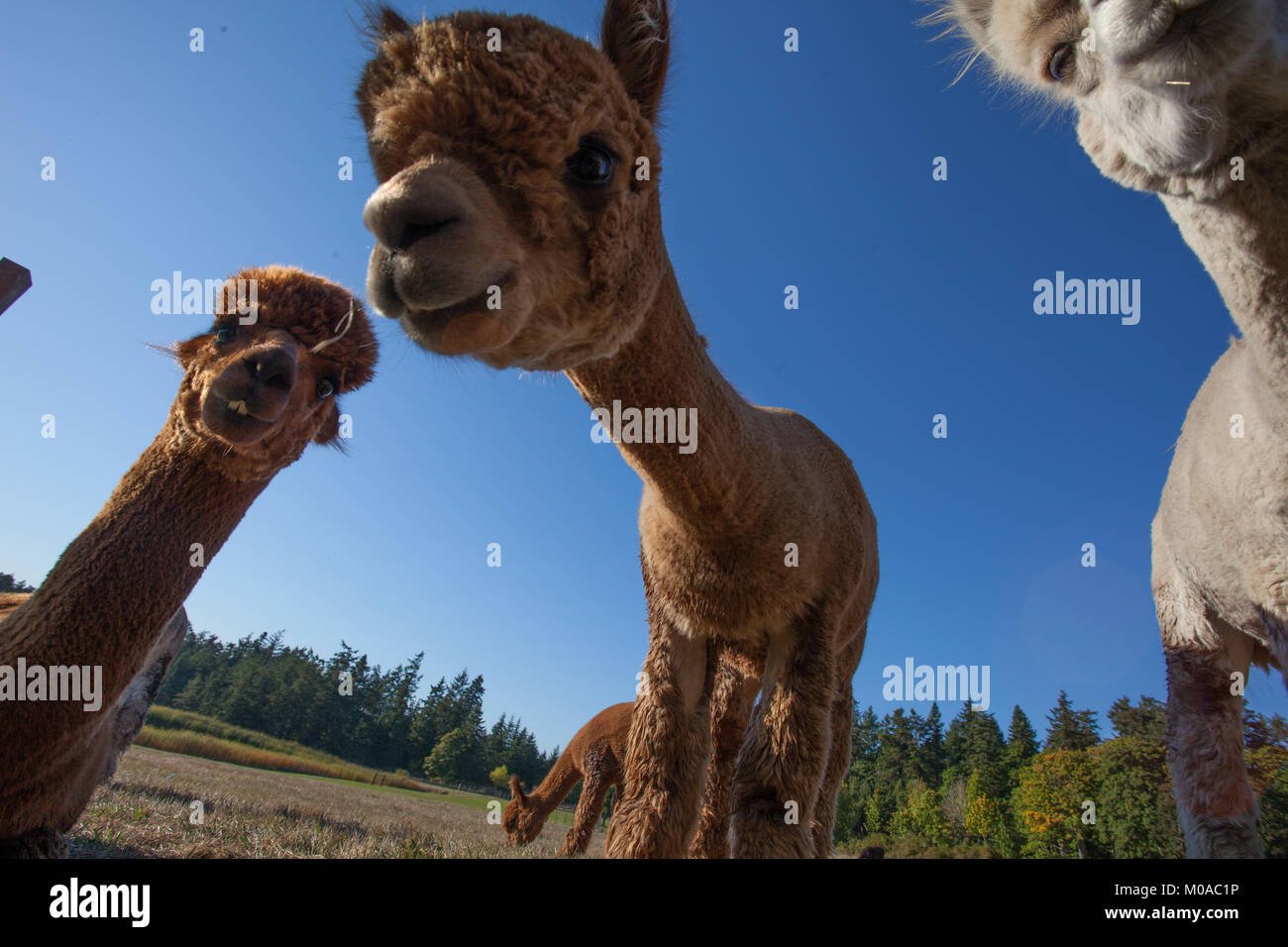 Looking up at cute Alpacas Stock Photo