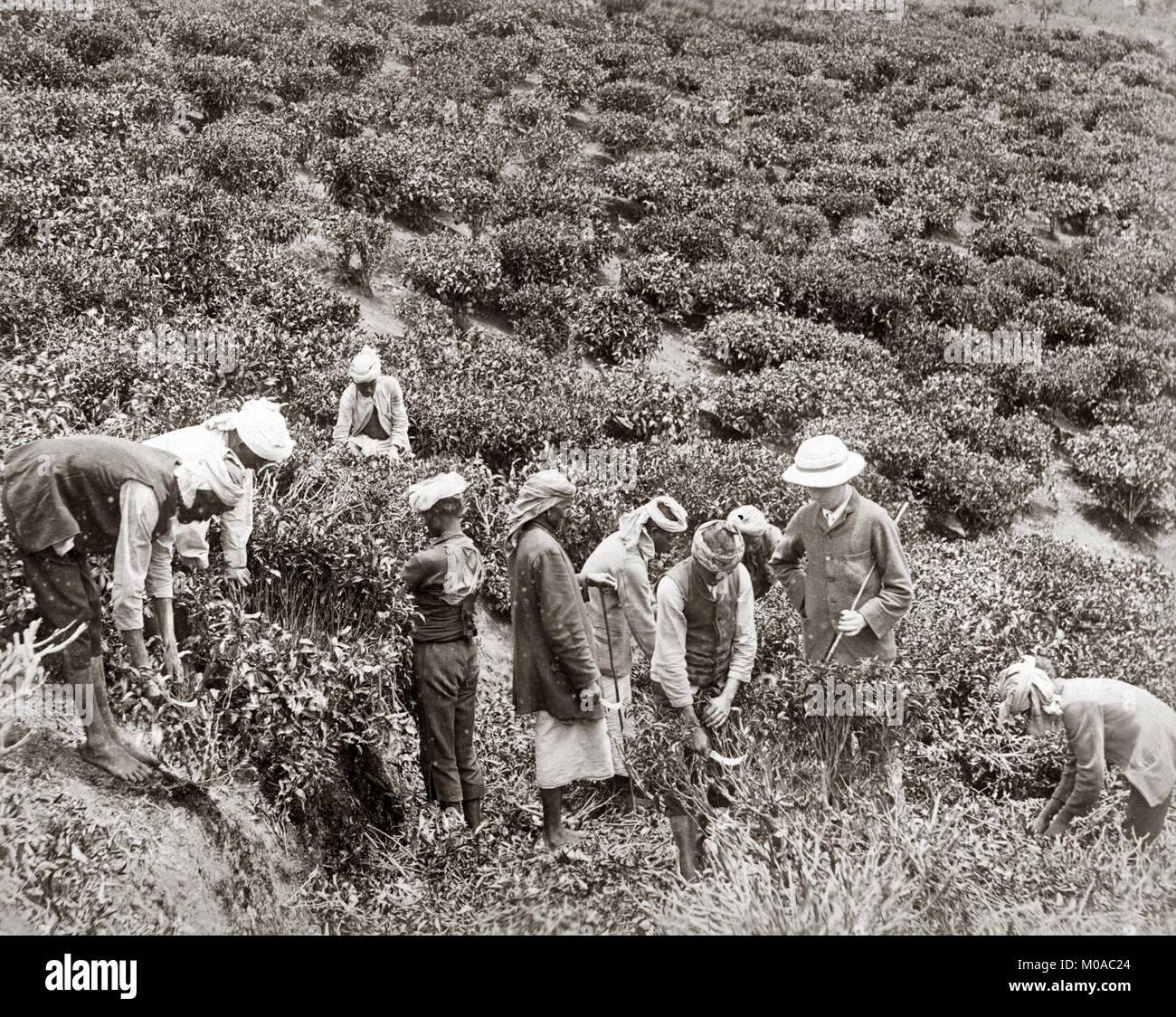 Workers in a tea plantation, India, c.1880's Stock Photo Alamy