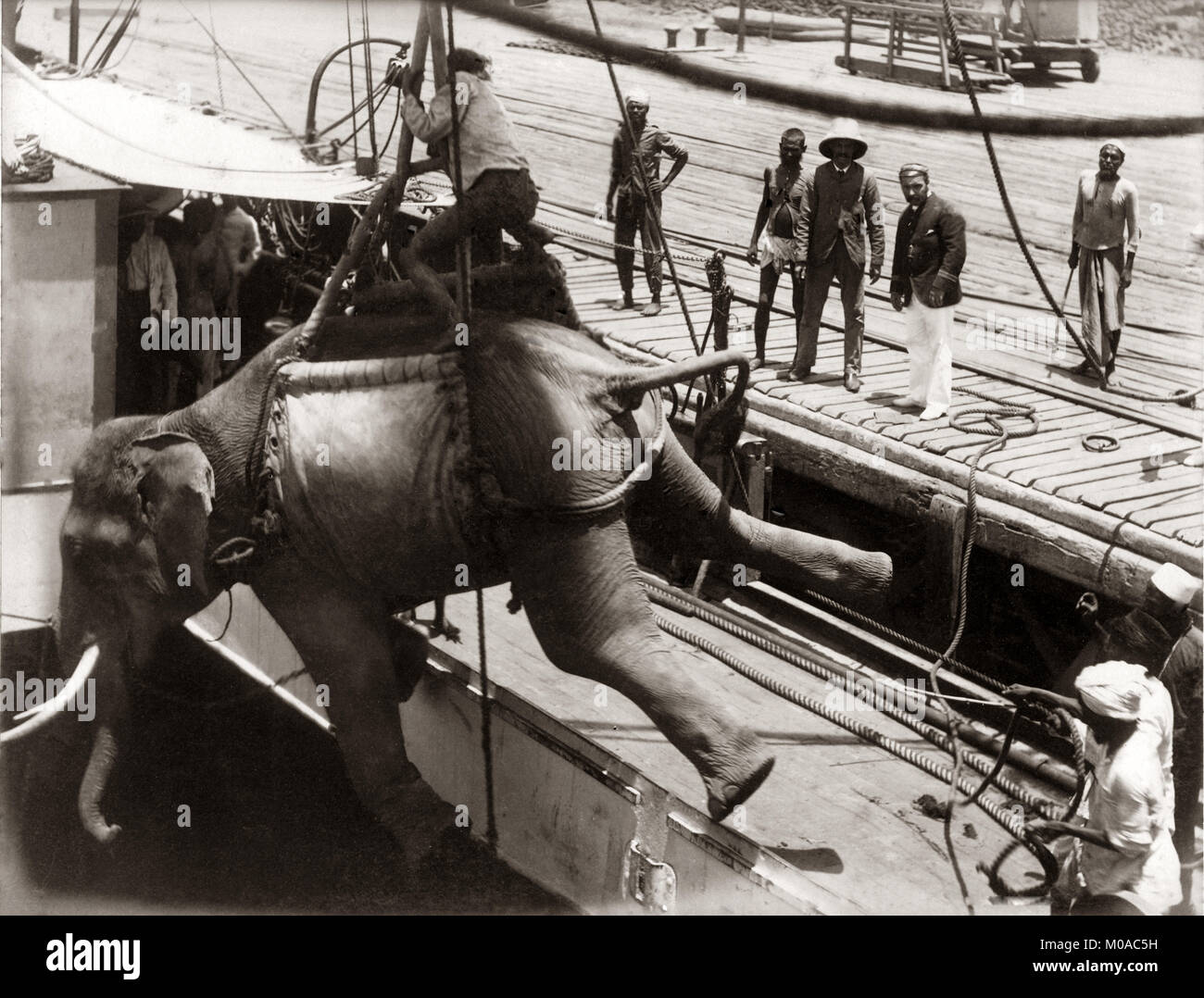 Loading an elephant onto a ship, Burma, 1880's Stock Photo Alamy