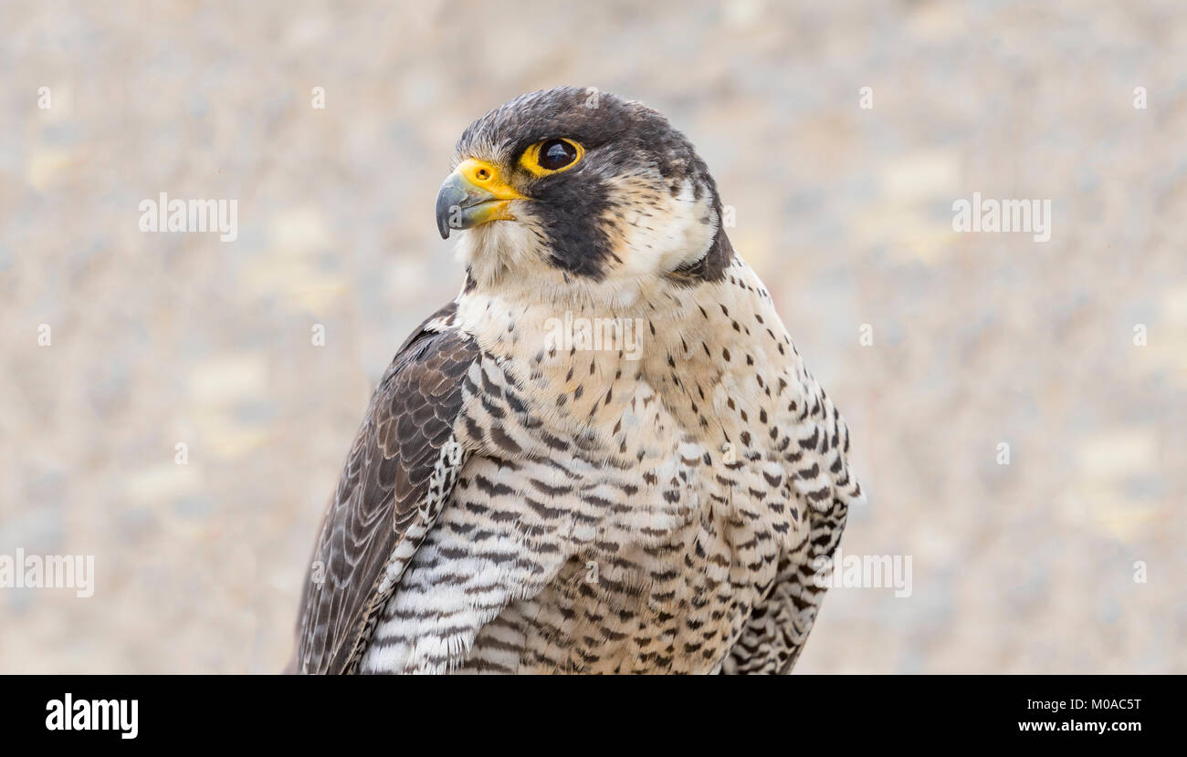 Portrait of a sitting falcon Stock Photo - Alamy