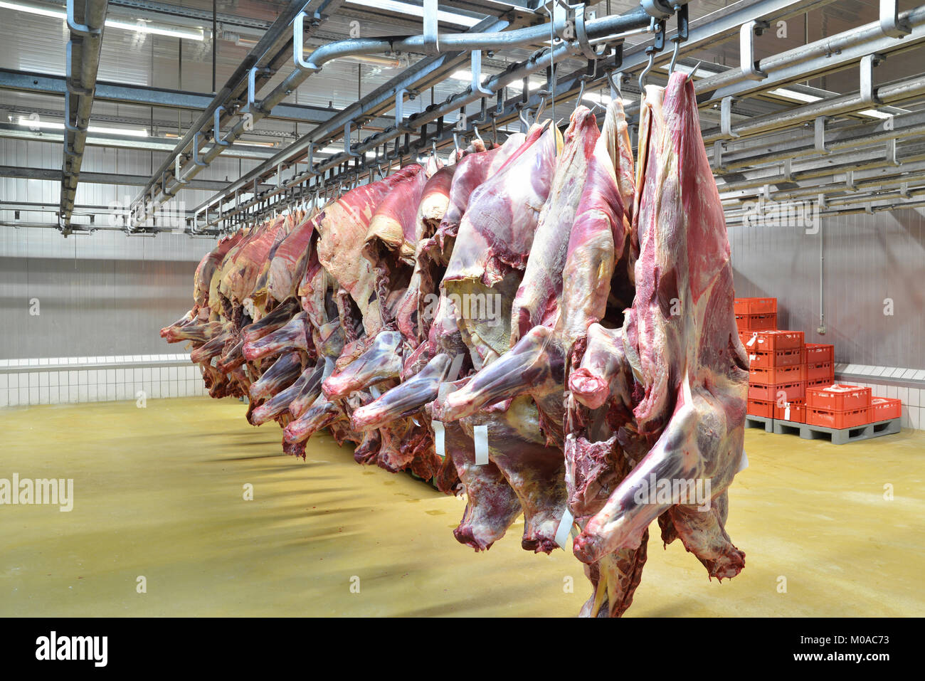Slaughterhouse: freshly slaughtered halves of cattle hanging on the hook of a cold store of a butcher's shop for further processing of food Stock Photo