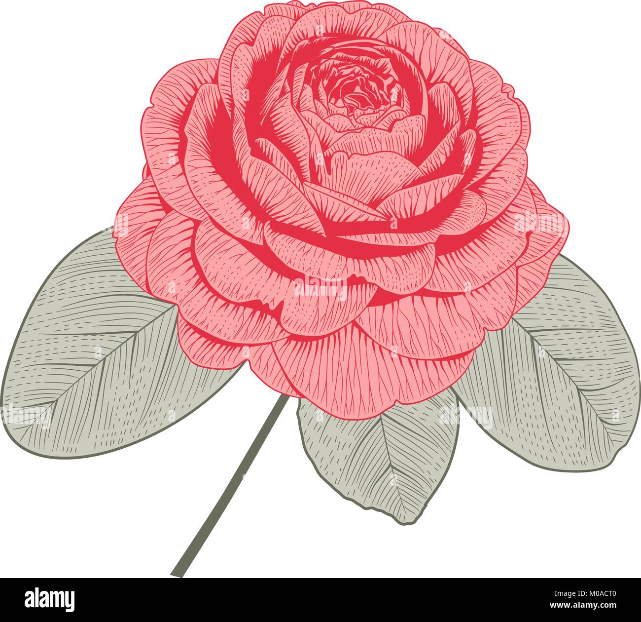 Red camellia japonica rose form flower with leaves hand drawn vector