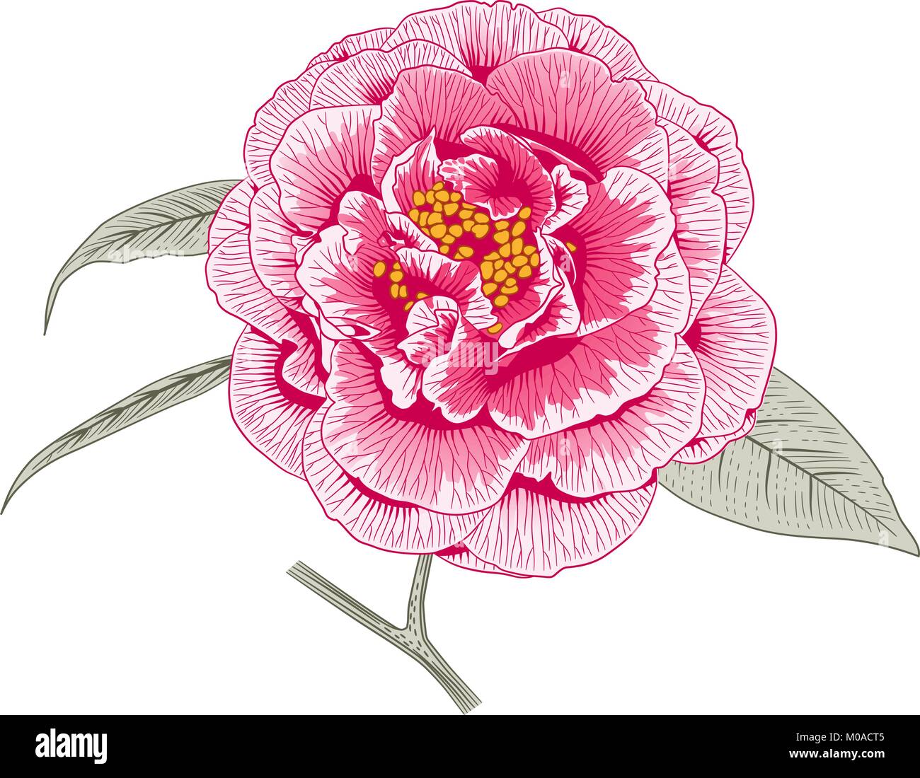 Multicolored pink camellia japonica rose double form flower with leaves hand drawn vector