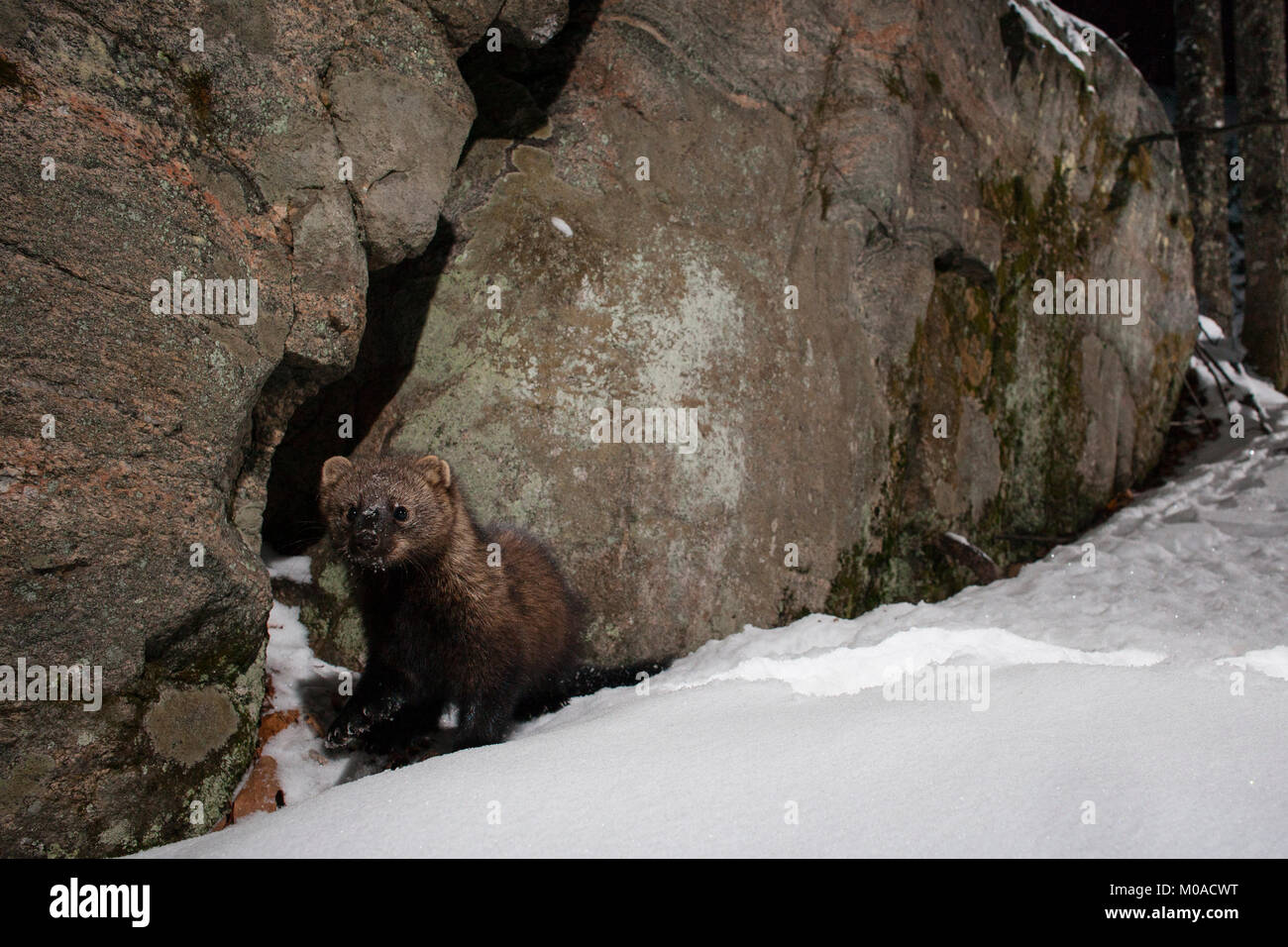 MAYNOOTH, HASTINGS HIGHLANDS, ONTARIO, CANADA - January 19, 2018: A fisher (Martes Pennanti), part of the Weasel family / Mustelidae forages for food. Stock Photo