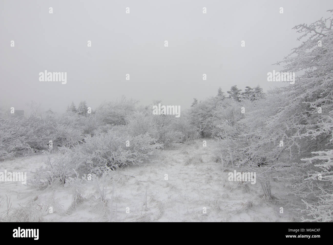 Snow covered landscape scene Stock Photo