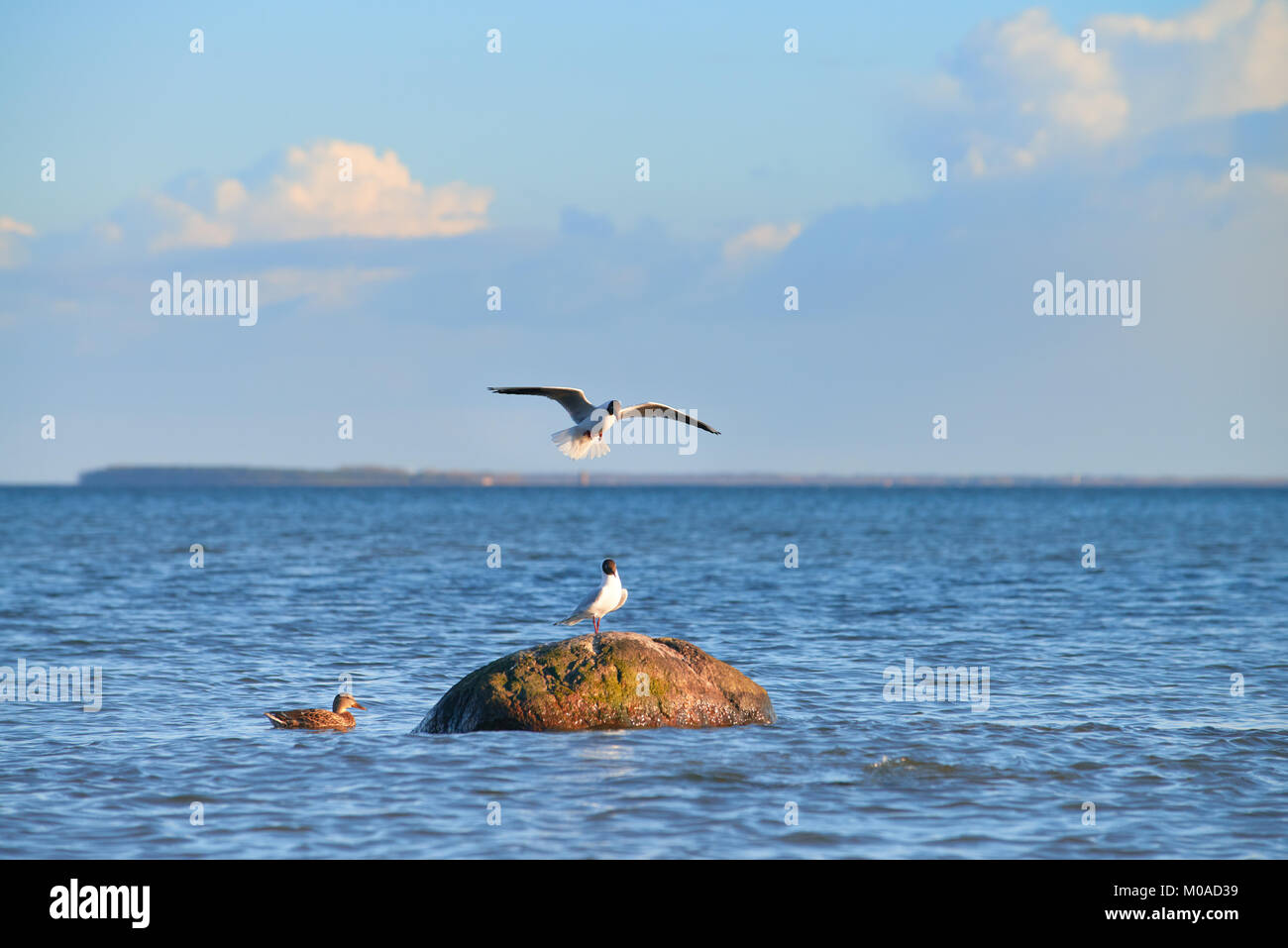 Wild duck and seagulls around the stone in Baltic sea by the shore of Rugen island in Germany Stock Photo