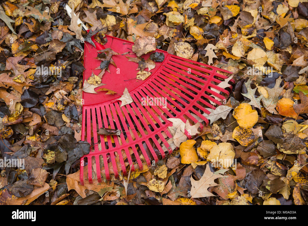 Fall Leaves and Rake Stock Photo