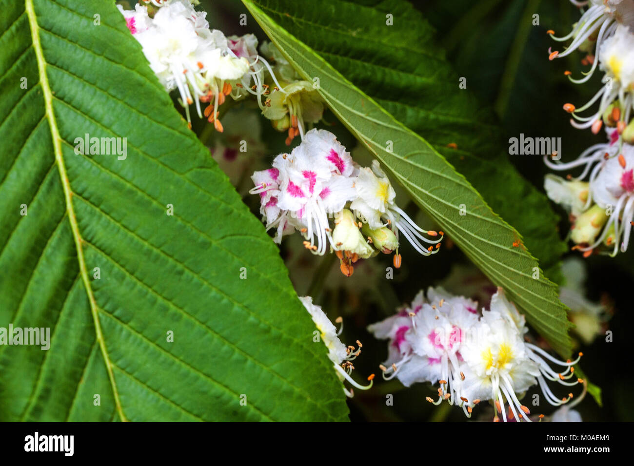 Blossom Of The Common Horse Chestnut High Resolution Stock Photography ...