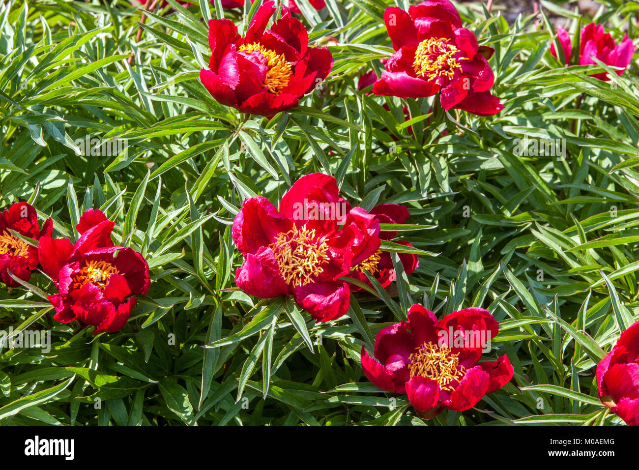 Paeonia 'Early Scout', Peony, peonies Stock Photo