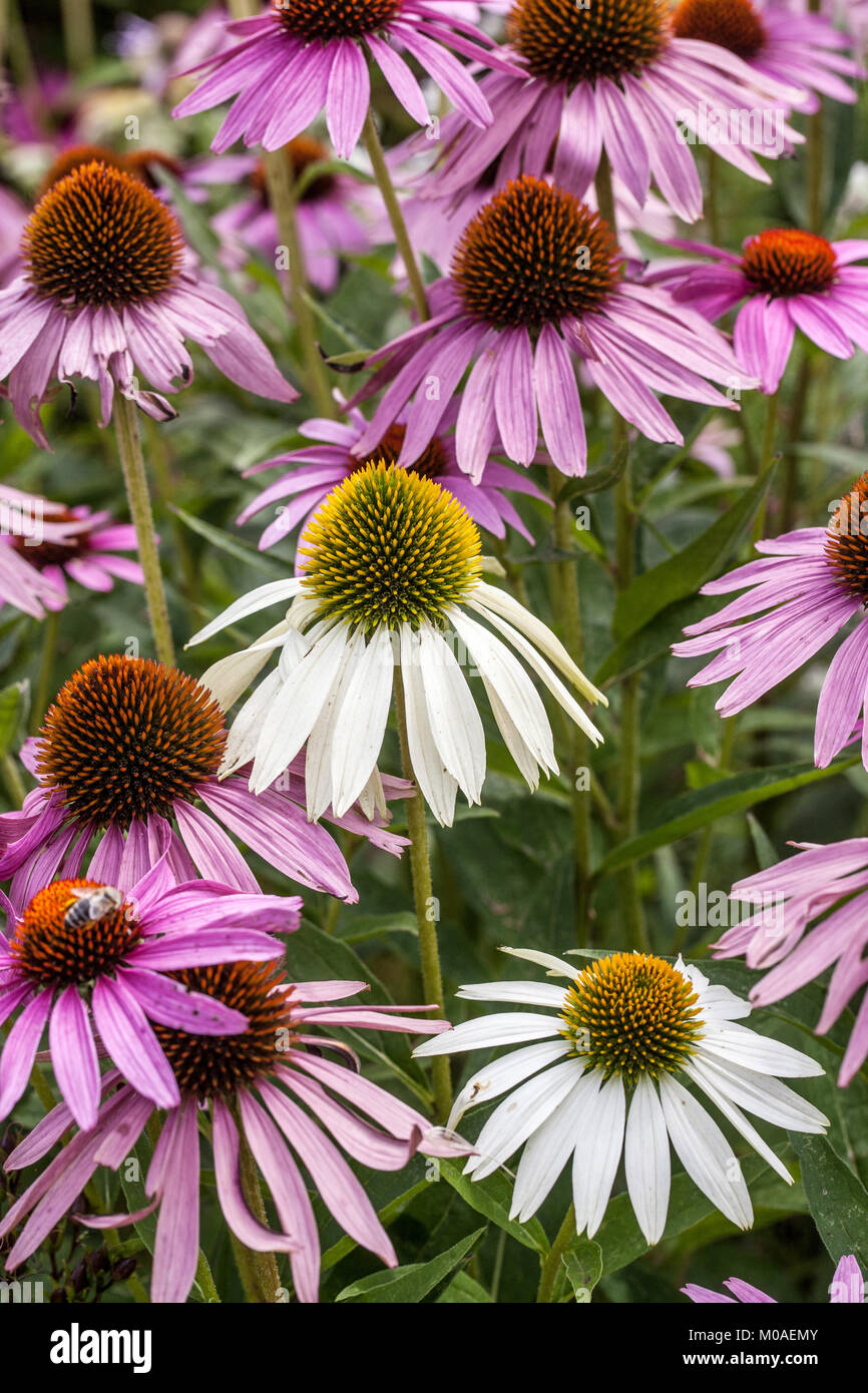 Purple coneflower Echinacea purpurea Alba Mixed Flowers Coneflowers Summer garden Echinaceas Flowerbed Plants Blooming Echinacea Flowering Flowerheads Stock Photo