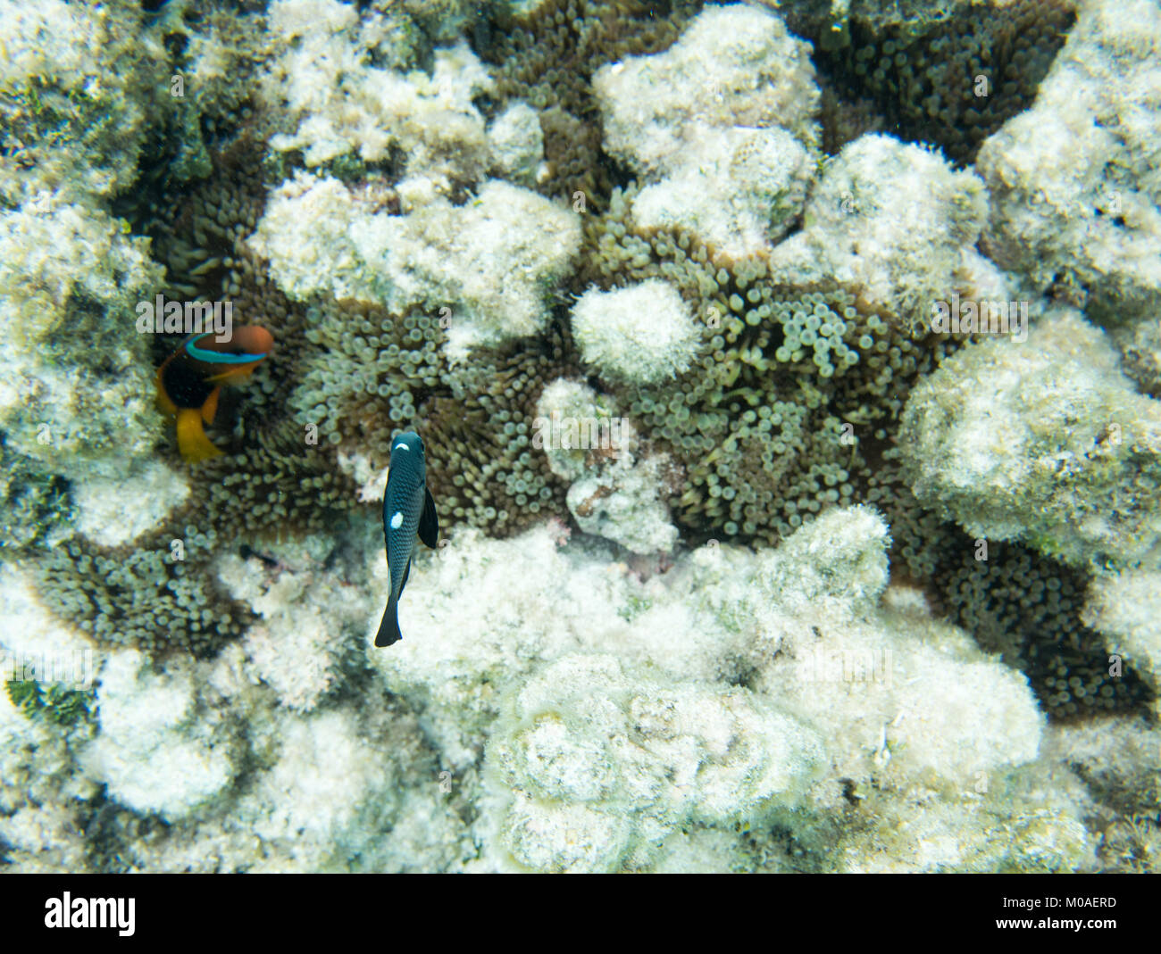 Clown fish and domino damsel in the stunning coral reef ecosystem off the coast of Yejele Beach in Tadine, Mare, New Caledonia Stock Photo