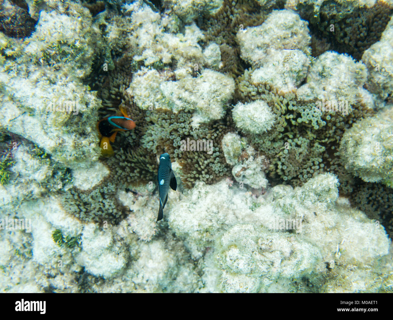 Clown fish and domino damsel in the stunning coral reef ecosystem off ...