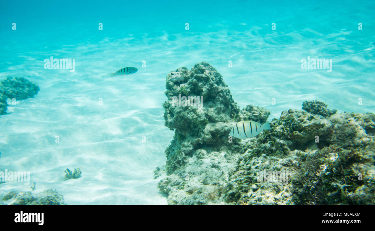 Convict tang and six bar wrasse in the stunning coral reef ecosystem off the coast of Yejele Beach in Tadine, Mare, New Caledonia Stock Photo