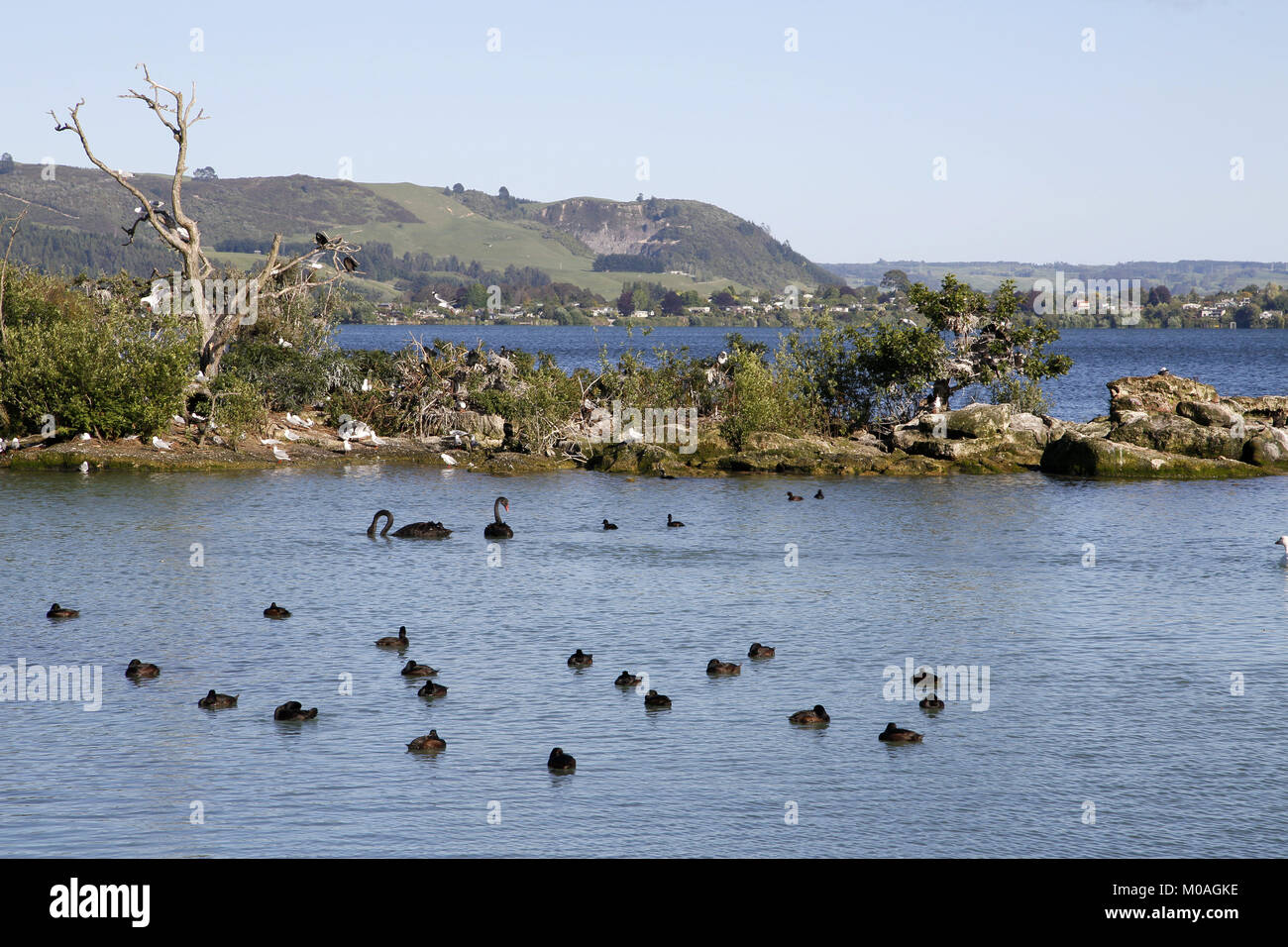 New Zealand Scaup, Aythya novaseelandiae, on lake at Rotorua with Black Swans Stock Photo